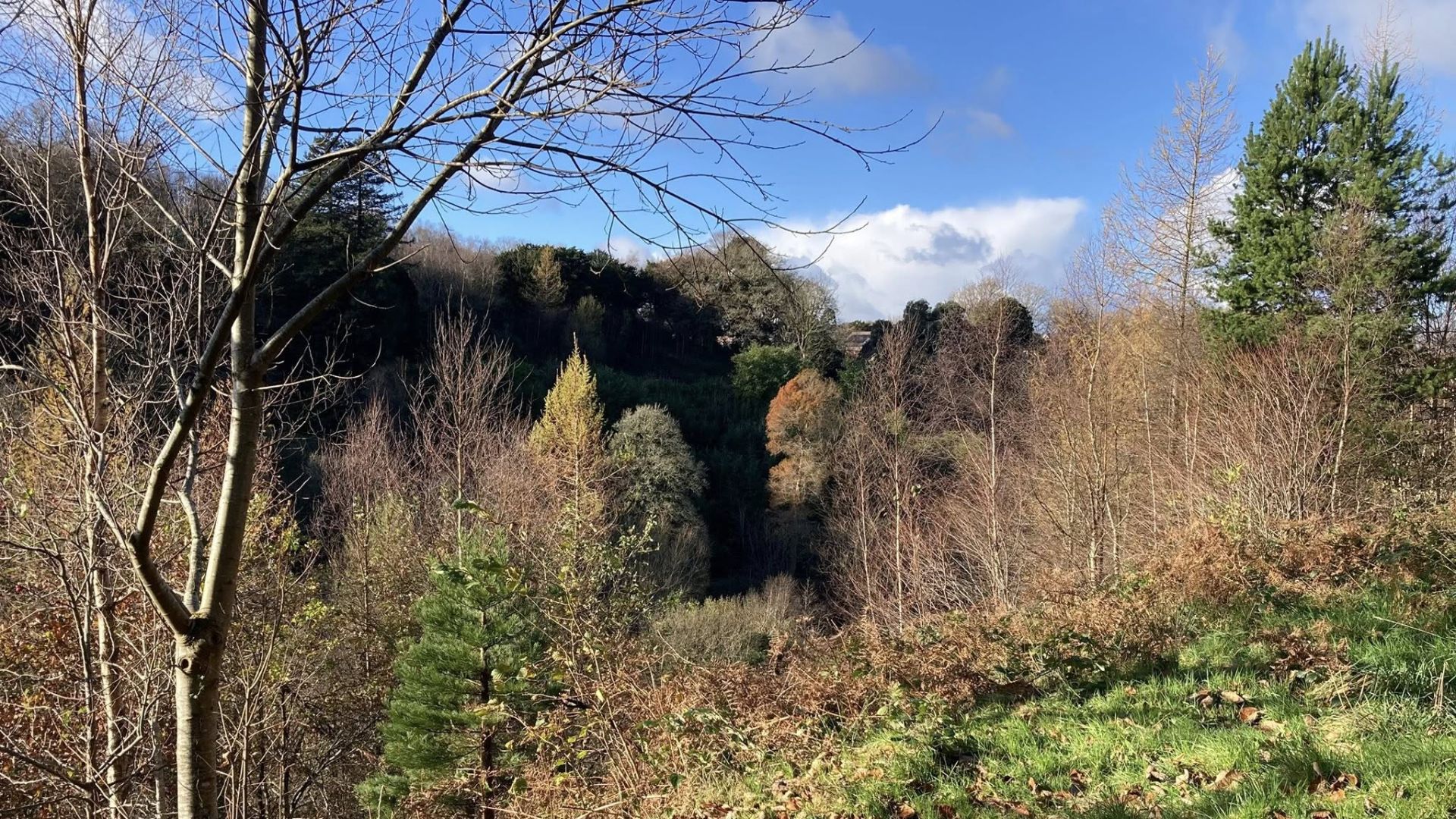 Penllergare Valley Woods